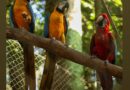 Zoológico Municipal  resgata as duas araras que haviam fugido do parque