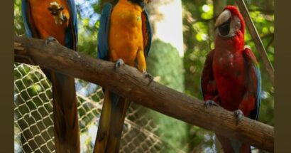 Zoológico Municipal  resgata as duas araras que haviam fugido do parque